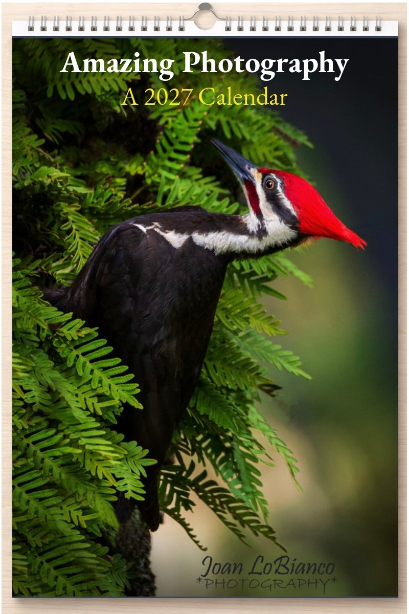 Amazing Photography: A 2027 Calendar