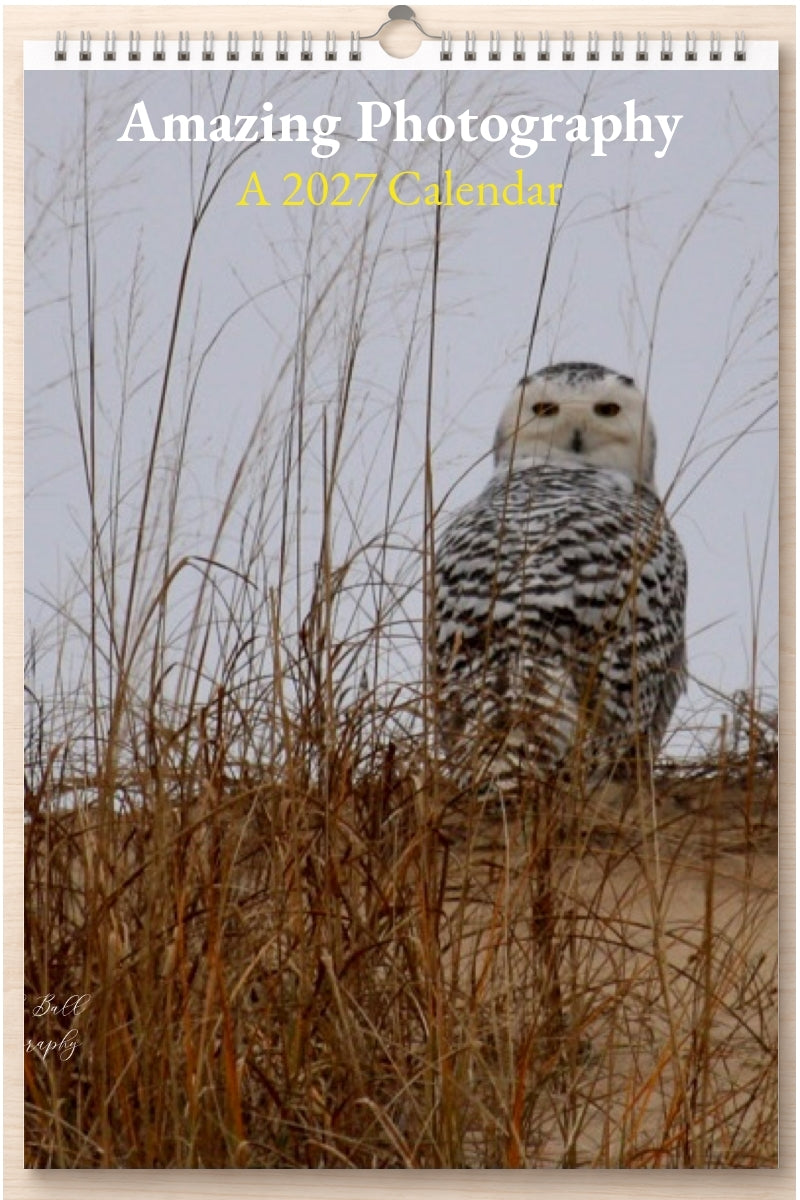 Amazing Photography: A 2027 Calendar