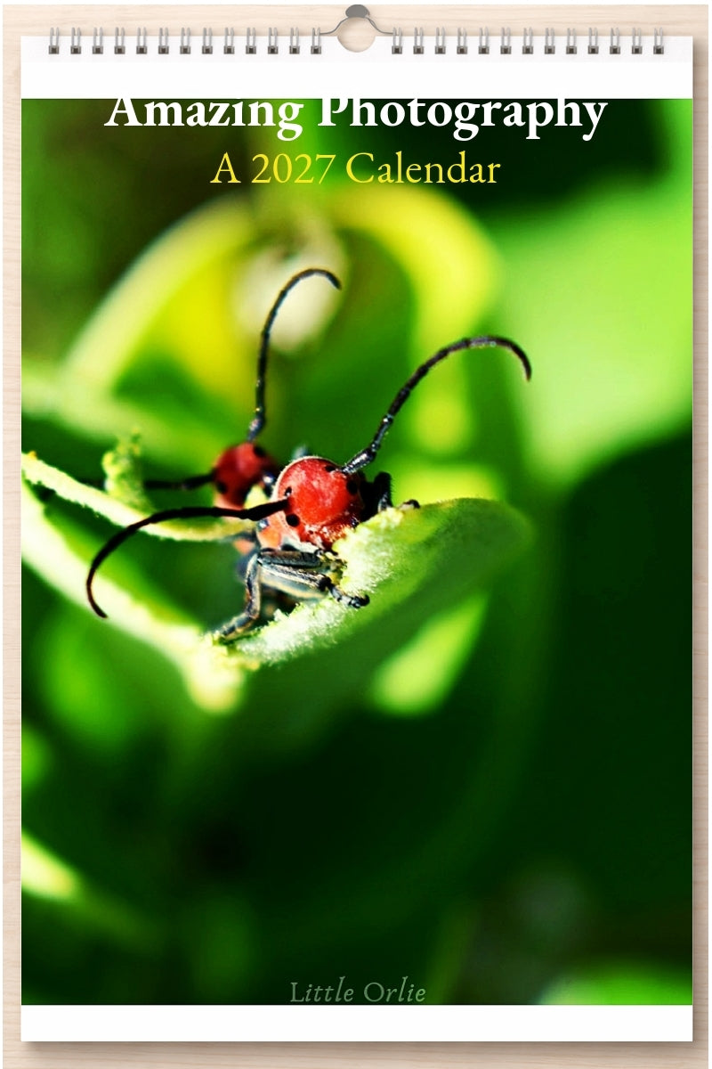 Amazing Photography: A 2027 Calendar