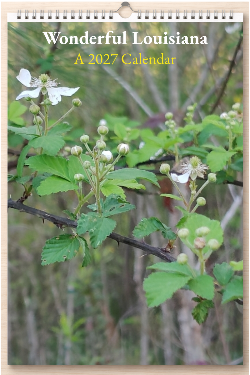 Wonderful Louisiana: A 2027 Calendar