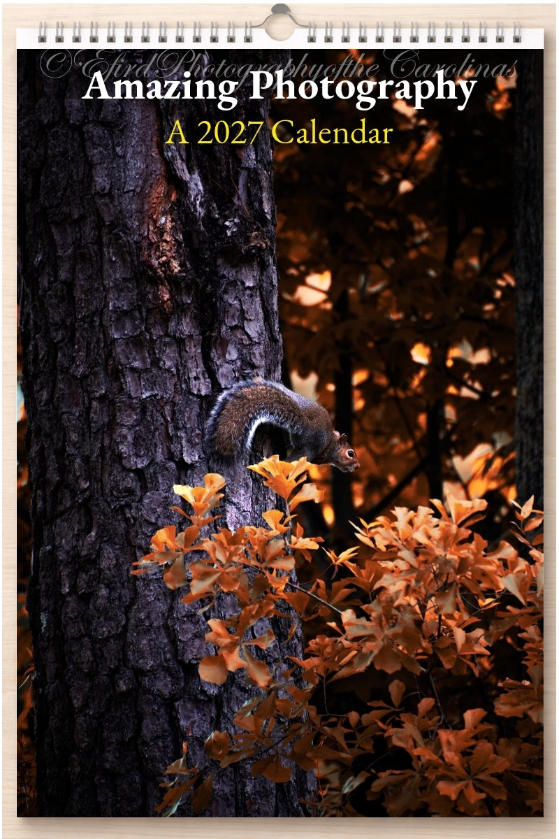 Amazing Photography: A 2027 Calendar